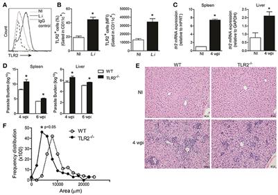 Toll-Like Receptor 2 Is Required for Inflammatory <mark class="highlighted">Process Development</mark> during Leishmania infantum Infection
